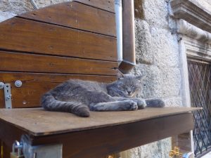 Grey stray cat sleeping