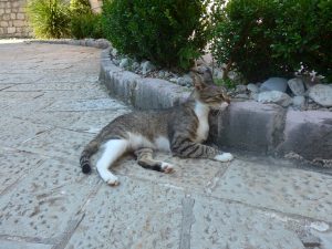 street kat of Kotor Montenegro