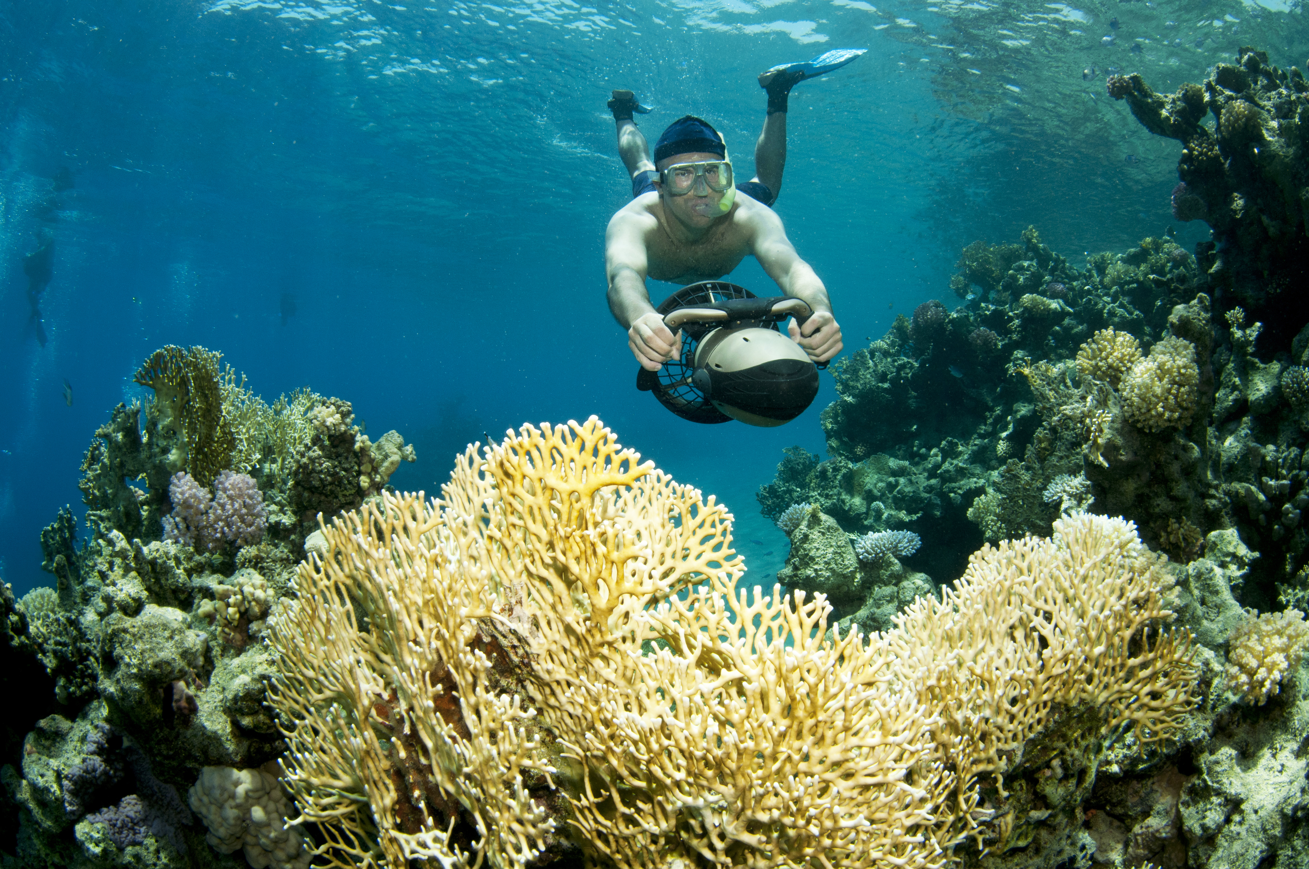 MSC UK provided picture of diver and coral